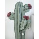 Cactus in tessuto