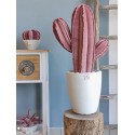 Cactus velluto rosa antico