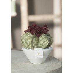 Cactus in tessuto misura piccola